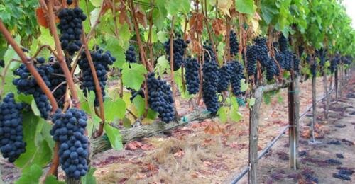 Азербайджанские виноделы выходят на китайский рынок